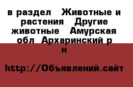  в раздел : Животные и растения » Другие животные . Амурская обл.,Архаринский р-н